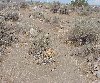 Trail